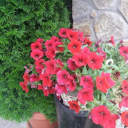 Mountain House Campari דירה *